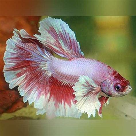 top quality betta fish|10 Best Places to Buy Betta Fish Online in 2024 .